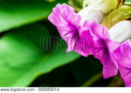 Elephant Creeper Flowers Blooming In Beauty Cozy Home Flower Garden On The Rainy Season.