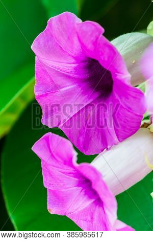 Elephant Creeper Flowers Blooming In Beauty Cozy Home Flower Garden On Summer.