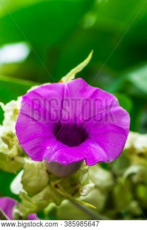 Elephant Creeper Flowers Blooming In Beauty Cozy Home Flower Garden On Summer.