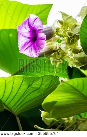 Elephant Creeper Flowers Blooming In Beauty Cozy Home Flower Garden On Summer.