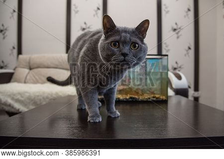 Grey British Cat On The Table In White Room Staring To Bloody Camera