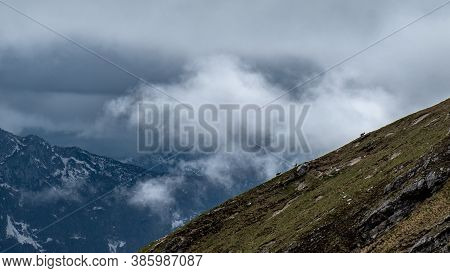 Steinbocks On The Mount Montasio In The Julian Alps, In A Summer Day