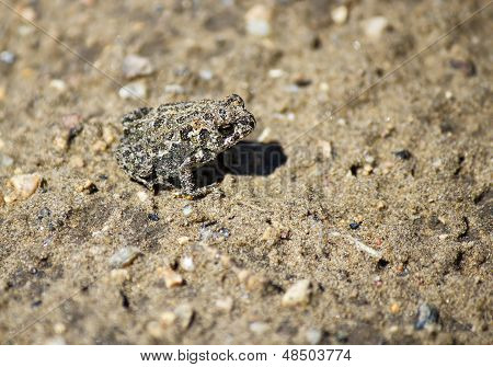A grey frog