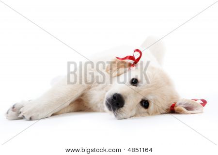Müde Retriever Welpe Ruhe mit roten Bogen