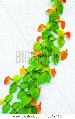 Liána rostlina Green na zeď