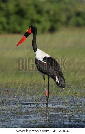 안장-청구 황새 (ephippiorhynchus Senegalensis)