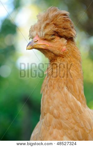 Söpö punainen Crested kana