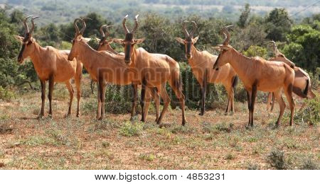 Hartebeest rojo antílope
