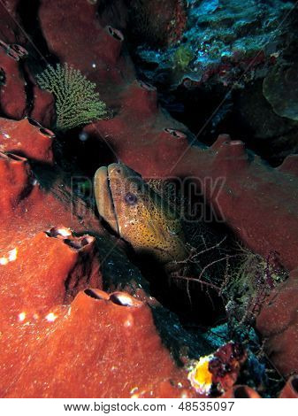 Moray węgorzy