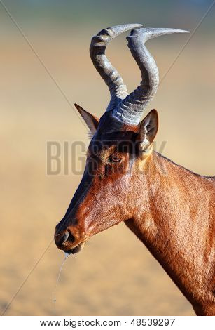 แนวตั้งสีแดง hartebeest - Alcelaphus caama -คาลาฮารี - แอฟริกาใต้