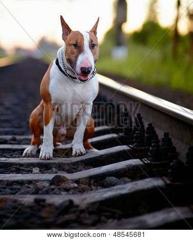 The Bull Terrier Sits On Rails.