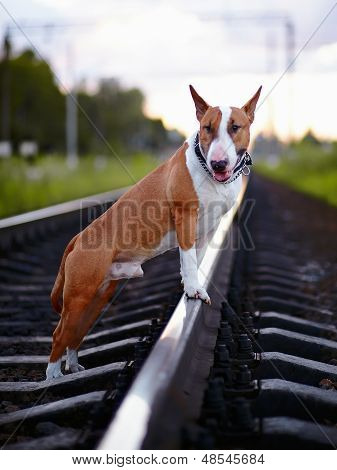 Bull Terrier On Rails.