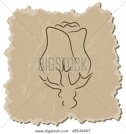 Bocciolo di rosa
