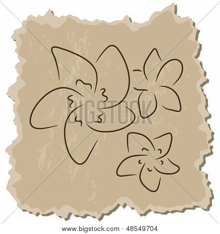Frangipani