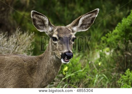 Californien Mule Deer (odocoileus Hemionus Californicus)