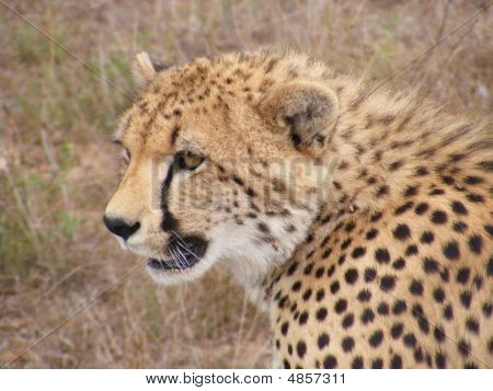 Ghepardo