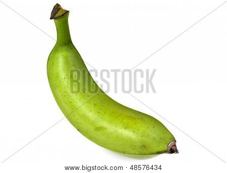 Jitrocel