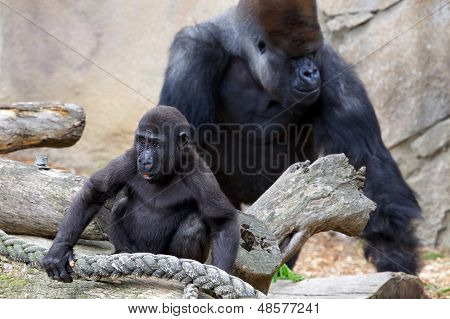 Mladí gorila s Silverback