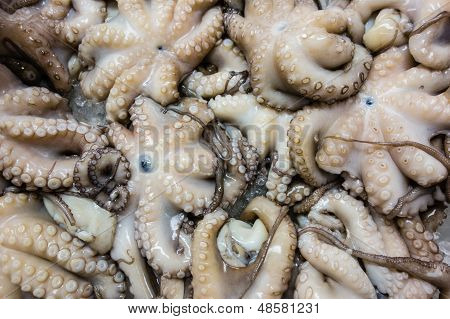 Octopus Market