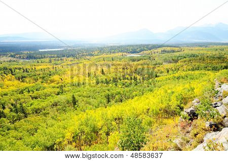 Yamnuska In Yellow Leaves,kananaskis Country In Canadian Rockies,canada