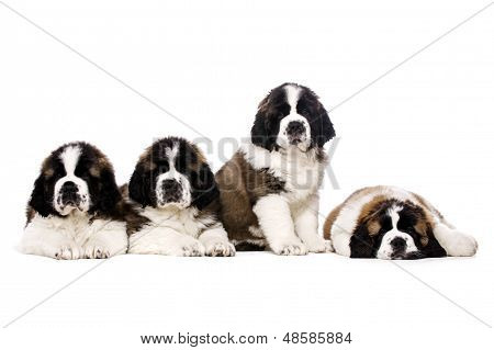 St Bernard Puppies isoleret på hvid
