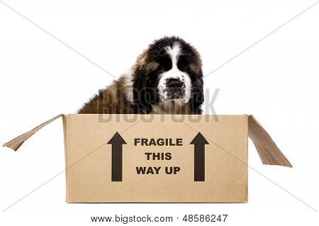 St Bernard cucciolo In una scatola di cartone