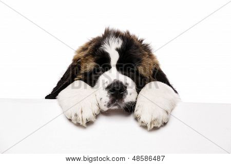 St Bernard Puppy guardando oltre un segno bianco