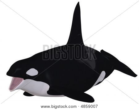 Orca - วาฬเพชฌฆาต