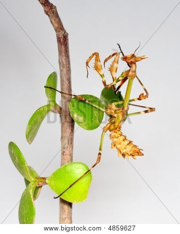 Mantid Larva