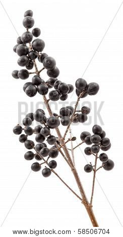 Privet Berries.