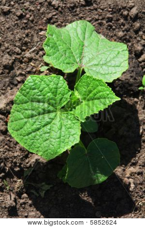 Brotos de plantas de pepino em fundo de terra preta