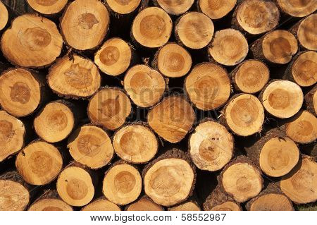 A Pile Of Cut Tree Trunks Giving A Nice View Of The Yearrings
