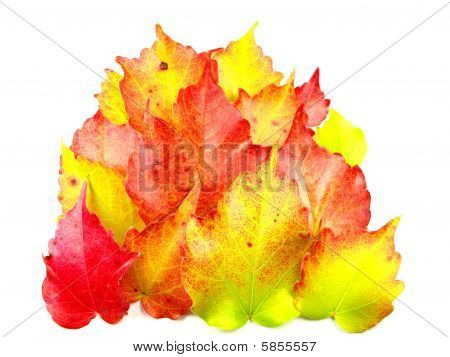 Autumn odchodzi