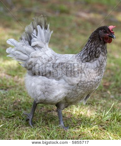 Gallina gris