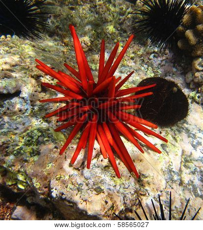 Red slate pencil urchin
