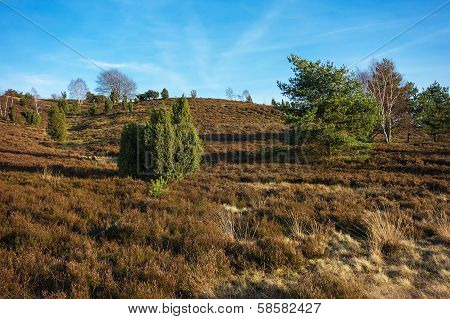 Landscape