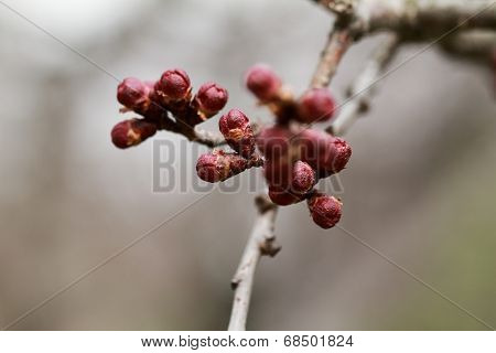 Burgeon