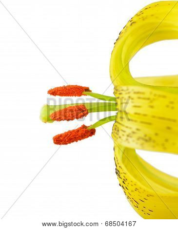 Yellow Asiatic Lily With Black Spots Isolated On White