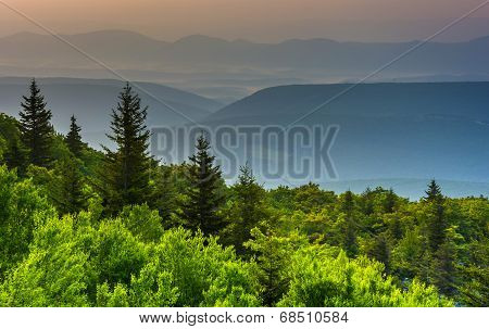 Pine Trees And Distant Mountains, Seen From Bear Rocks Preserve, Monongahela National Forest, West V
