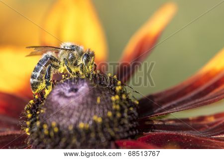Close-up Photo Of A Western Honey Bee Gathering Nectar And Spreading Pollen On A Young Autumn Sun Co