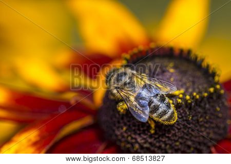 Close-up Photo Of A Western Honey Bee Gathering Nectar And Spreading Pollen On A Young Autumn Sun Co