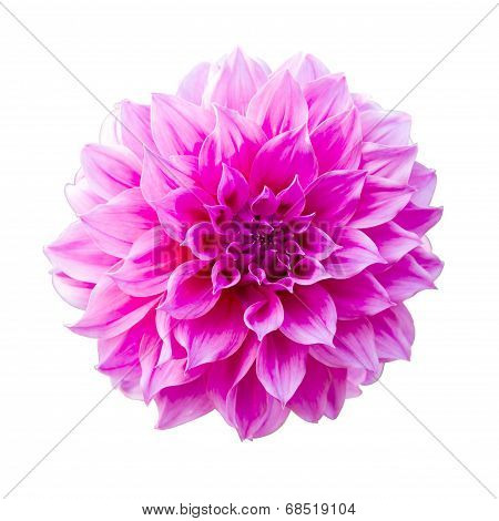 Dahlia or Dalia Flower at The Royal Agricultural Station Inthanon