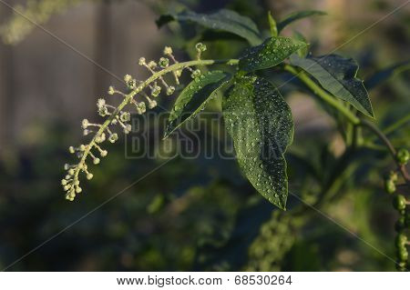 Phytolacca Americana , Pokeweed .