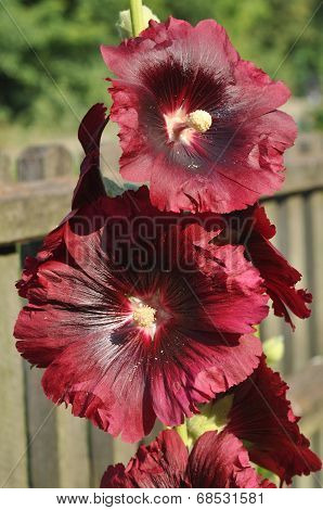 Purple Mallow