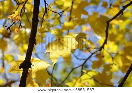 Maple Leaf