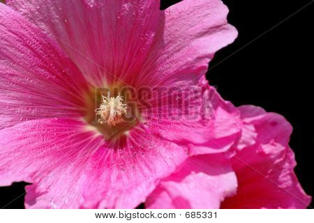 Topolovka Rose
