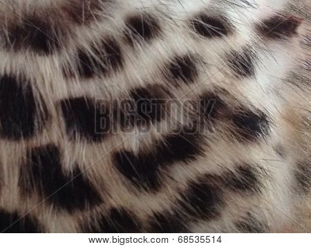 Leopard skin