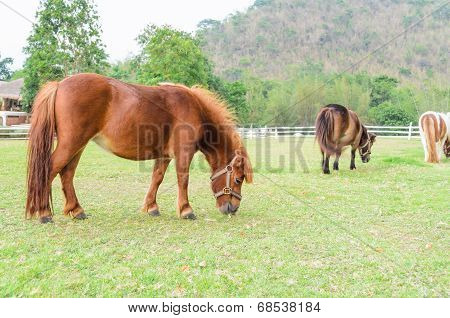 Dwarf Horses Eating Grass