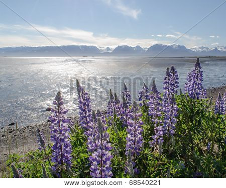 Lupines On Kachemak Bay 2