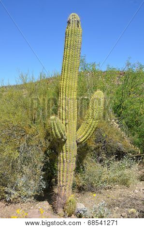 The saguaro